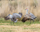 Cranes