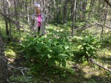 Showy Lady's-slippers