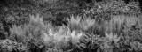 2000 Heritage ferns B&W_63S2473-1.jpg