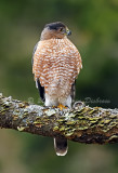 Coopers Hawks