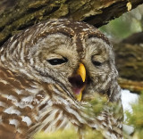 Owls