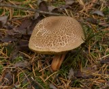 Sombere Fluweelboleet (Boletus porosporus)