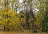 autumn_leaves