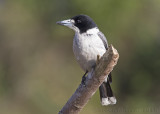 Grey Butcherbird