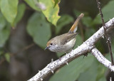 Brown Thornbill