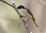 White-naped Honeyeater
