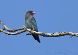 Oriental Dollarbird