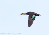 Pacific Black Duck