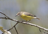White-throated Gerygone