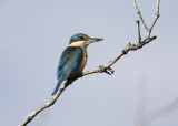 Sacred Kingfisher