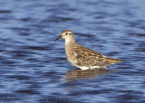 Kedron Brook Wetlands