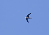 White-throated Needletail