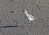 Broad-billed Sandpiper