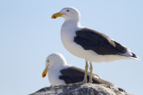 Kelp Gull