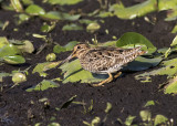 Latham's Snipe
