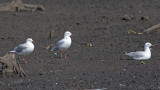 Silver Gull