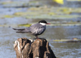 Whiskered Tern