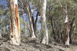 nsw