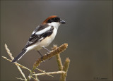 Woodchat Shrike - Roodkopklauwier - Lanius senator