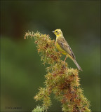 Yellowhammer - Geelgors - Emberiza citrinella