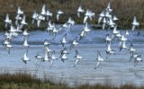 Bonte Strandloper - Dunlin