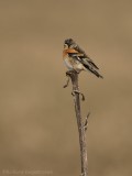 Keep - Brambling