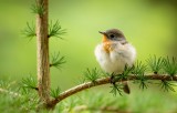 Kleine Vliegenvanger - Red-breasted Flycatcher