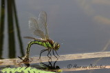 Glassnijder - Brachytron pratense