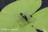Sierlijke Witsnuitlibel - Leucorrhinia caudalis
