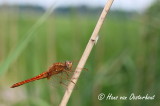 Vuurlibel - Crocothemis erythraea