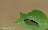 Moerasbos-uil - Acronicta strigosa