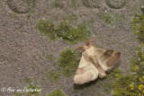 Heideringelrups - Malacosoma castrense