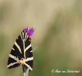 Spaanse Vlag - Euplagia quadripunctaria