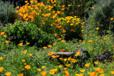 The Magnificent California Poppy