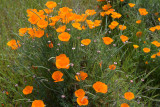 The Magnificent California Poppy