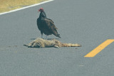 Sandhill Cranes, Ducks, Geese, Swans, Hawks & Other Wildlife of the Sacramento River Delta,