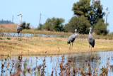 Sandhill Cranes, Ducks, Geese, Swans, Hawks & Other Wildlife of the Sacramento River Delta,