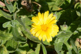 Flowers from the Garden