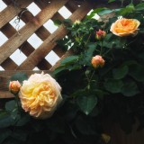 in_my__garden_2018