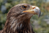 Tiere - Animals