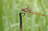 Golden-winged Skimmer.jpg