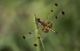 Calico Pennant.jpg