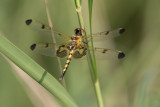 Calico Pennant 2.jpg