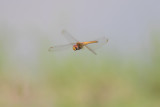 Wandering Glider 2.jpg