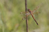 female Needhams Skimmmer.jpg