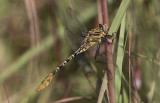 Flag-tailed Spinyleg 2.jpg