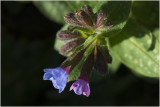 gevlekt Longkruid - Pulmonaria officinalis