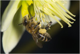 Honingbij op Helleborus