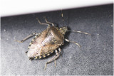 grauwe Veldwants - Rhaphigaster nebulosa