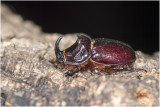 Neushoornkever - Oryctes nasicornis